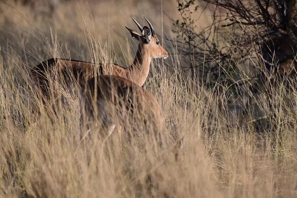 Caprivi_Impala-im-Gras.jpg