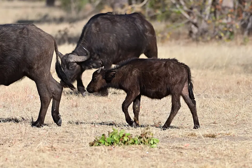 Caprivi_Kälbchen.jpg