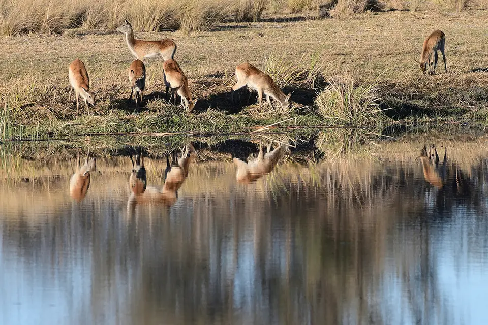 Caprivi_Letschwe-Gruppe.jpg