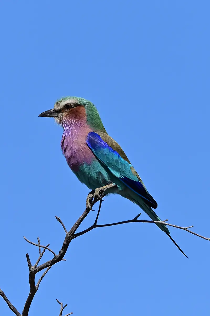 Caprivi_Lilac-breasted-Roller2.jpg