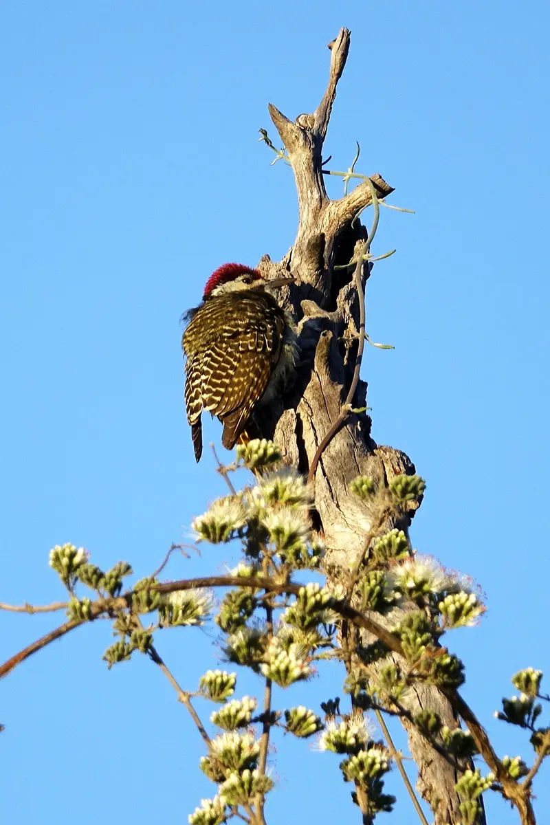 Caprivi_Specht.jpg