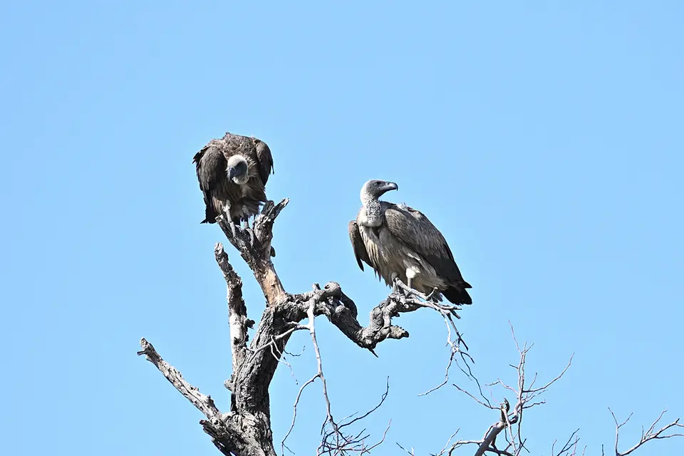 Chobe2_2Weißrückengeier.jpg