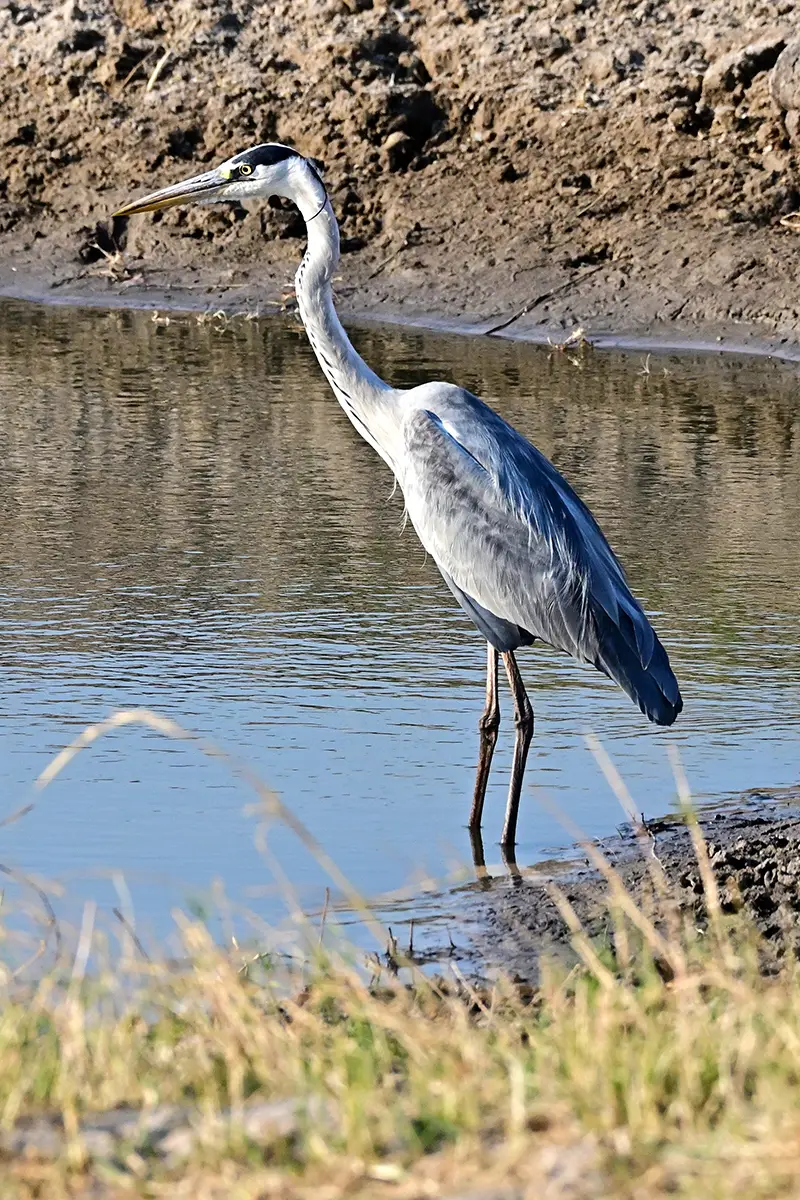 Chobe2_Graureiher.jpg