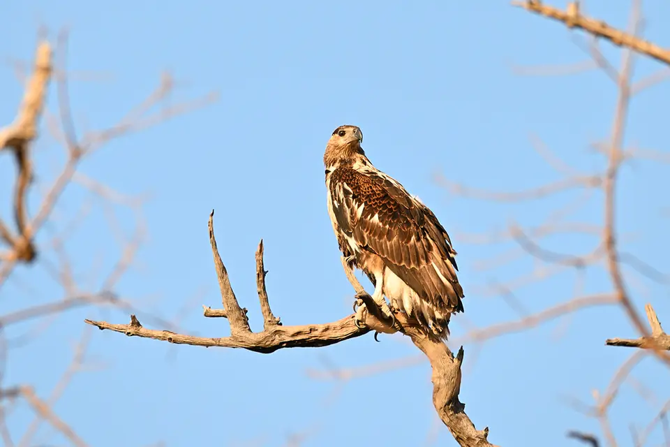 Chobe2_Greifvogel.jpg