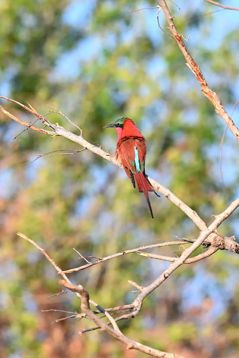 Chobe2_Karminspint.jpg