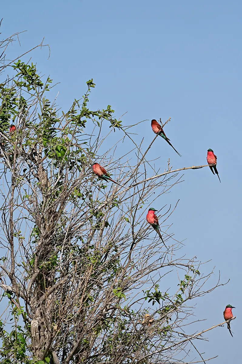 Chobe2_Karminspinte.jpg