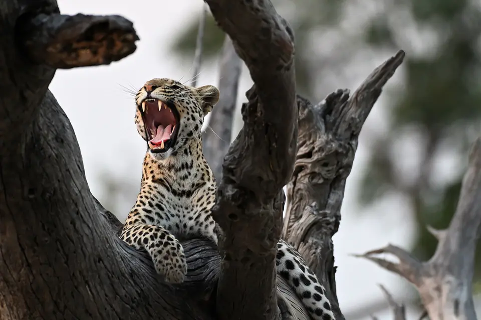 Chobe2_Leopard-Altholz-Zähne.jpg
