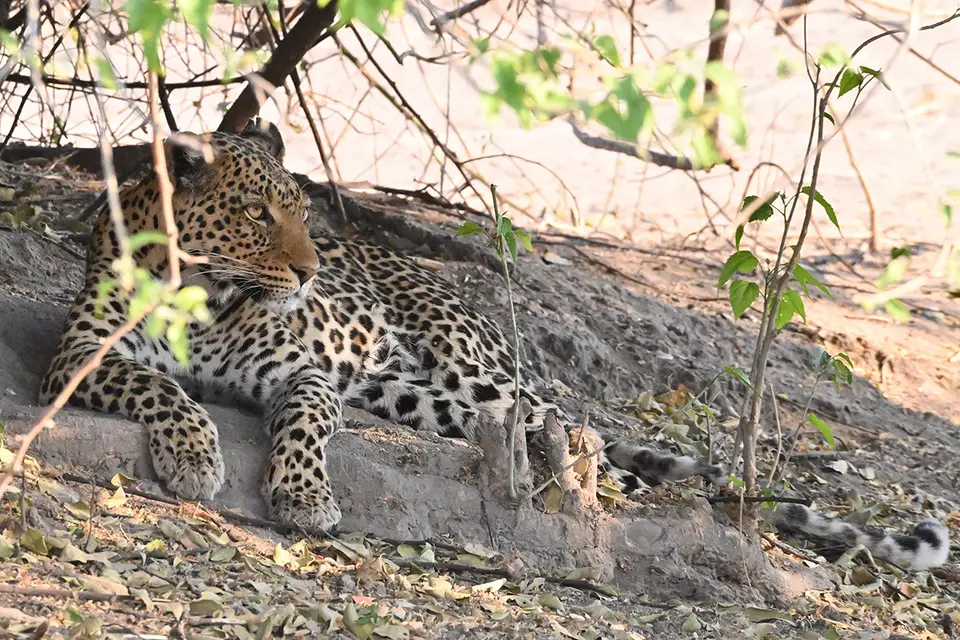 Chobe2_Leopard-Busch_01.jpg