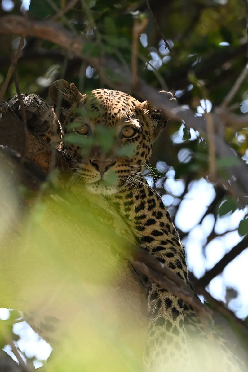 Chobe2_Leopard-im-Baum.jpg