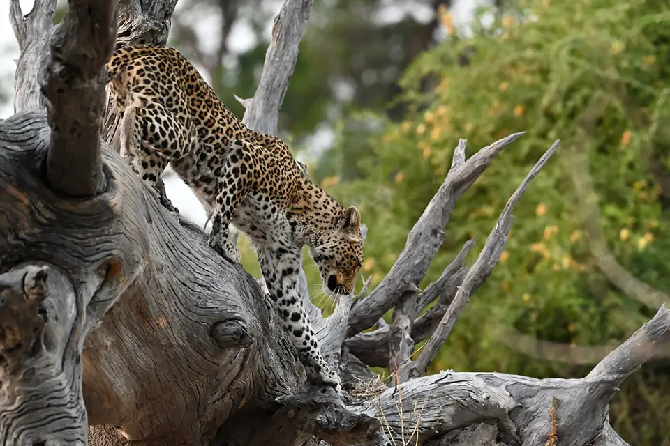 Chobe2_Leopard-steht-auf-geht_02.jpg