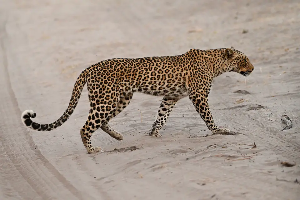 Chobe2_Leopard-steht-auf-geht_06.jpg