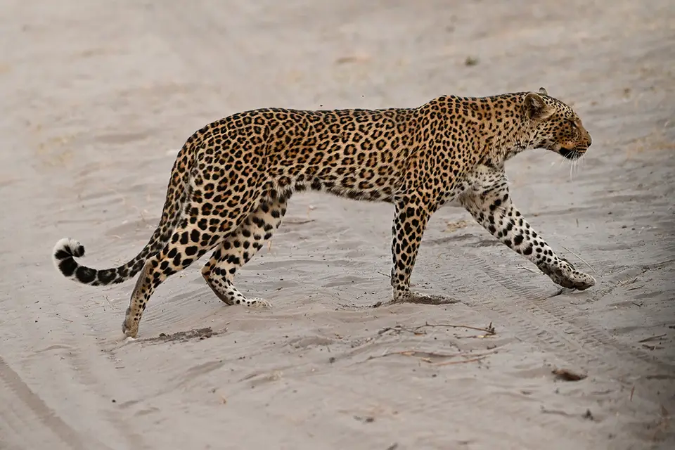 Chobe2_Leopard-steht-auf-geht_08.jpg