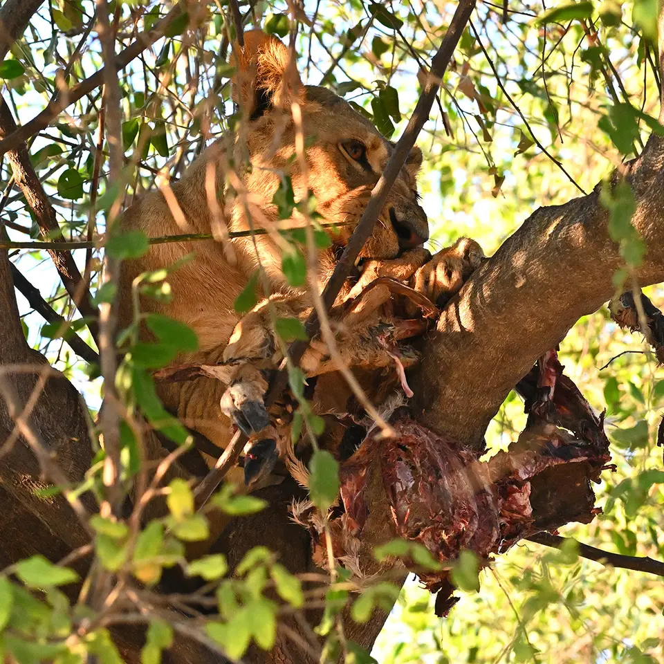 Chobe2_Löwe-im-Baum_01.jpg