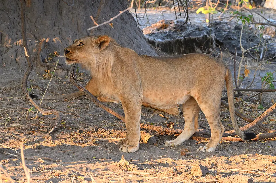 Chobe2_Neid.jpg