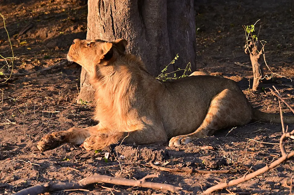 Chobe2_Neid_01.jpg