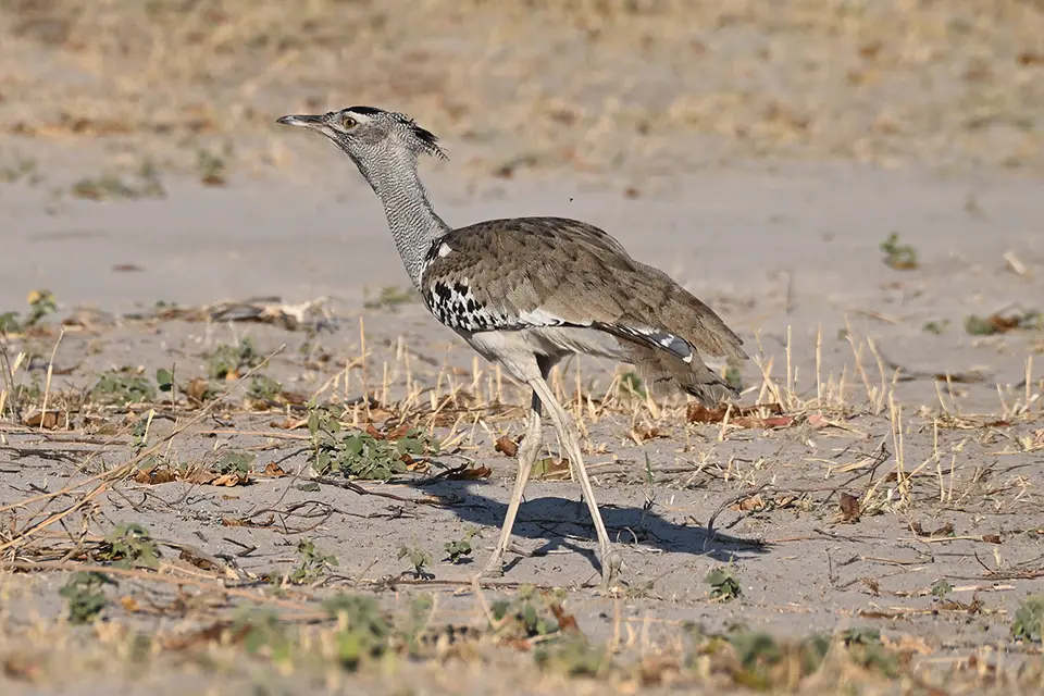 Chobe2_Riesentrappe.jpg