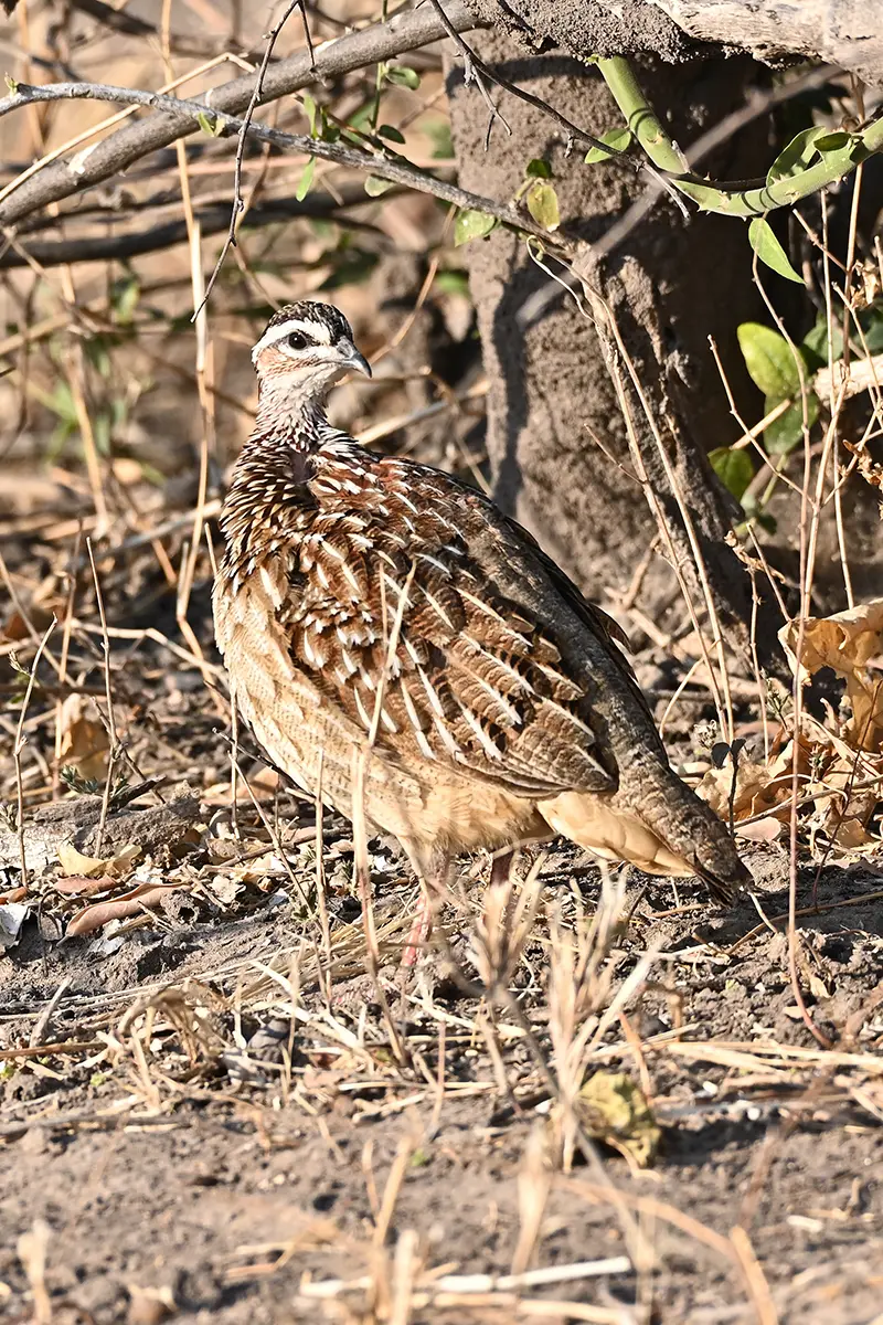 Chobe2_Schopffrankolin.jpg