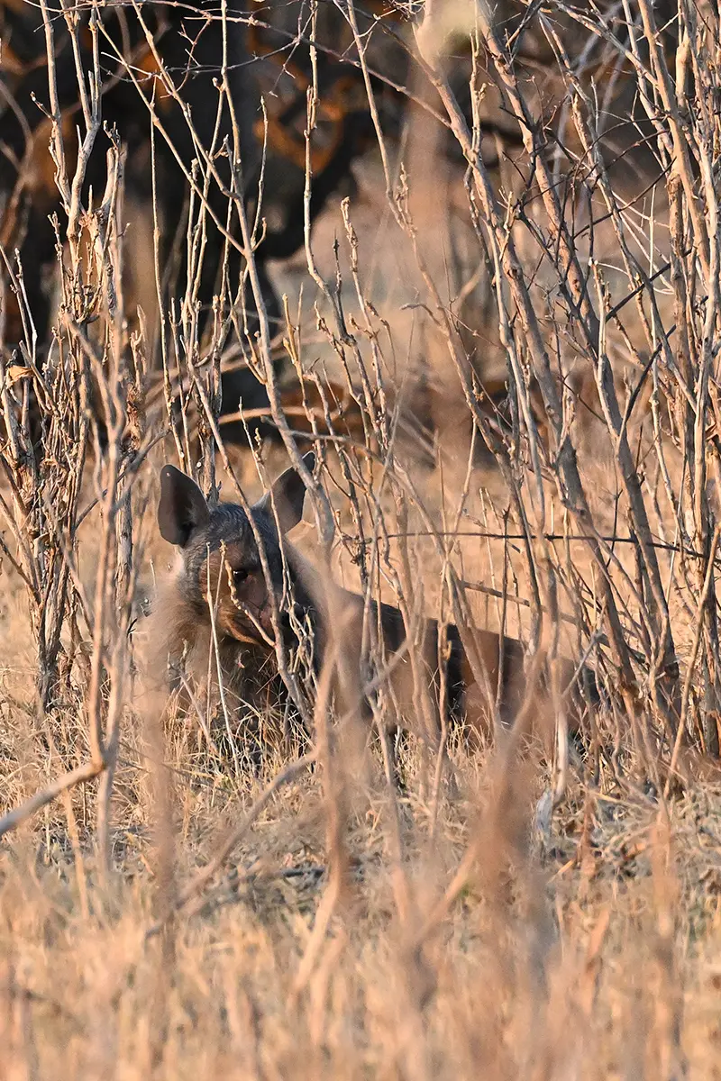 Chobe2_braune-Hyäne_01.jpg