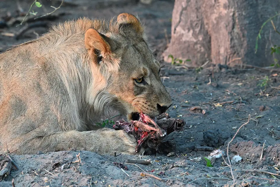 Chobe2_lecker_01.jpg