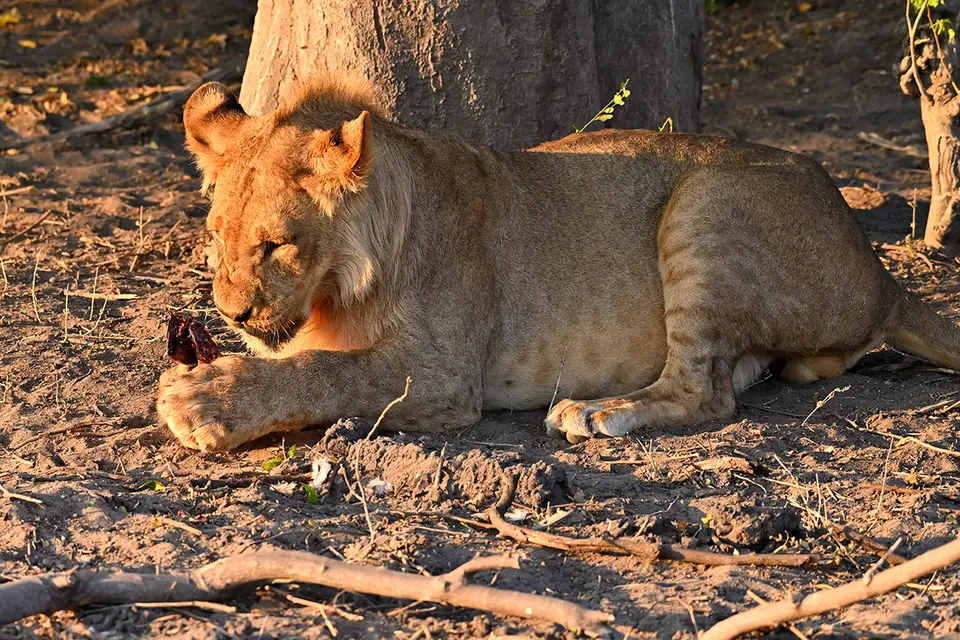 Chobe2_wer-unten-bleibt_05.jpg