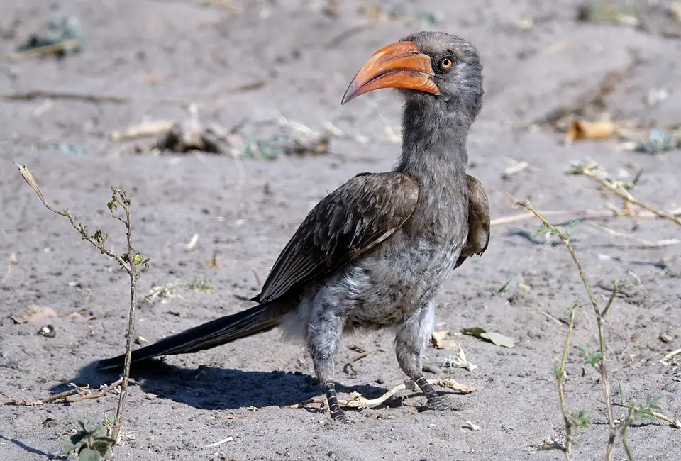 ChobeMS1Hornbill1.jpg