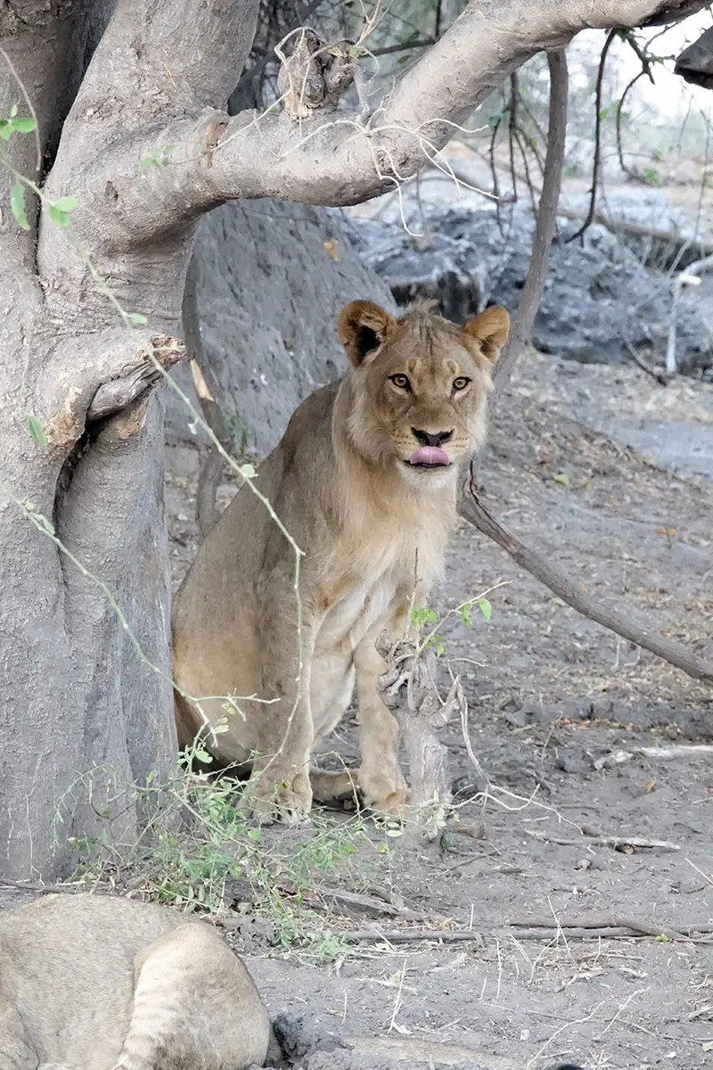 ChobeMS1Leo1.jpg