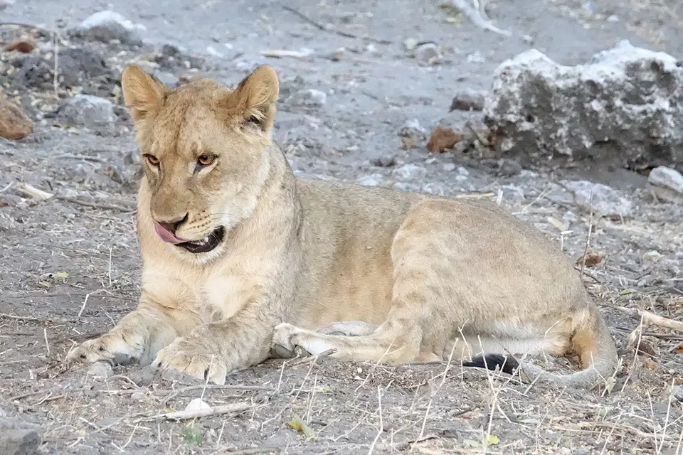 ChobeMS1Leo5.jpg