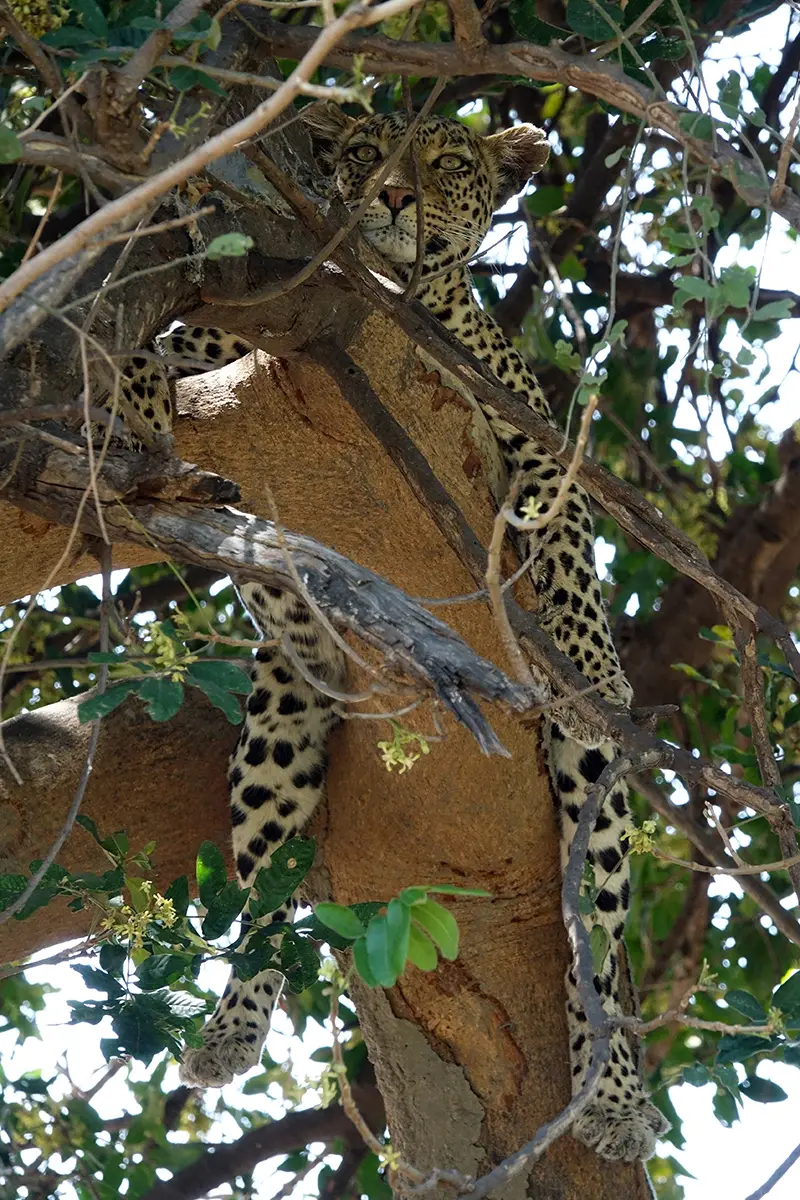 ChobeMS1Leopardin1.jpg