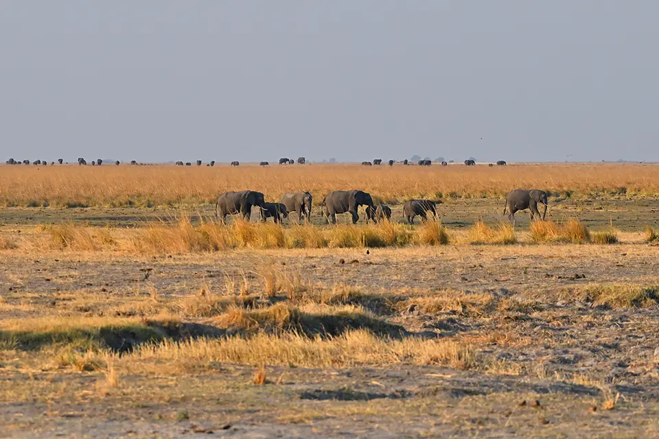 Chobe_Elefanten-kor.jpg