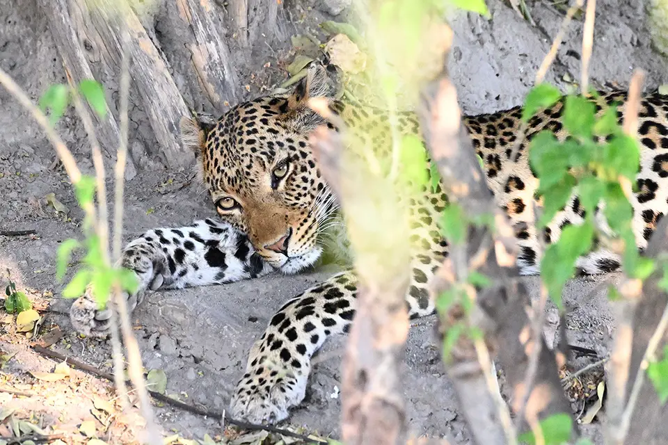 Chobe_Leopard-kor.jpg