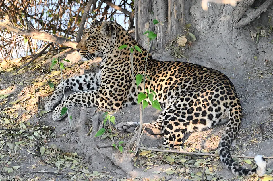 Chobe_Leopard-kor_03.jpg