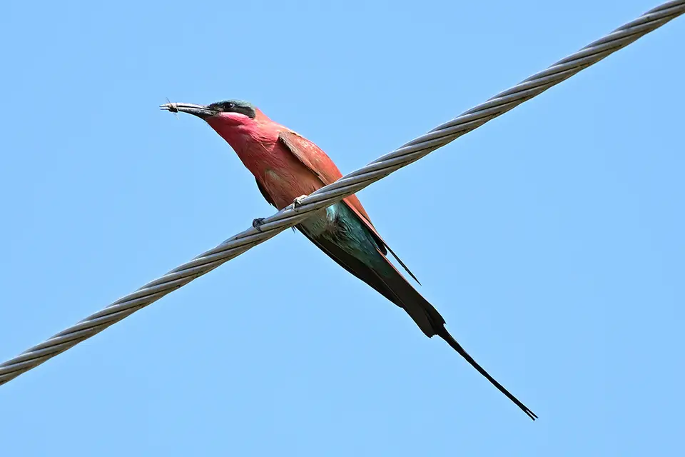 Chobe_Lodge_00001Karminspint.jpg