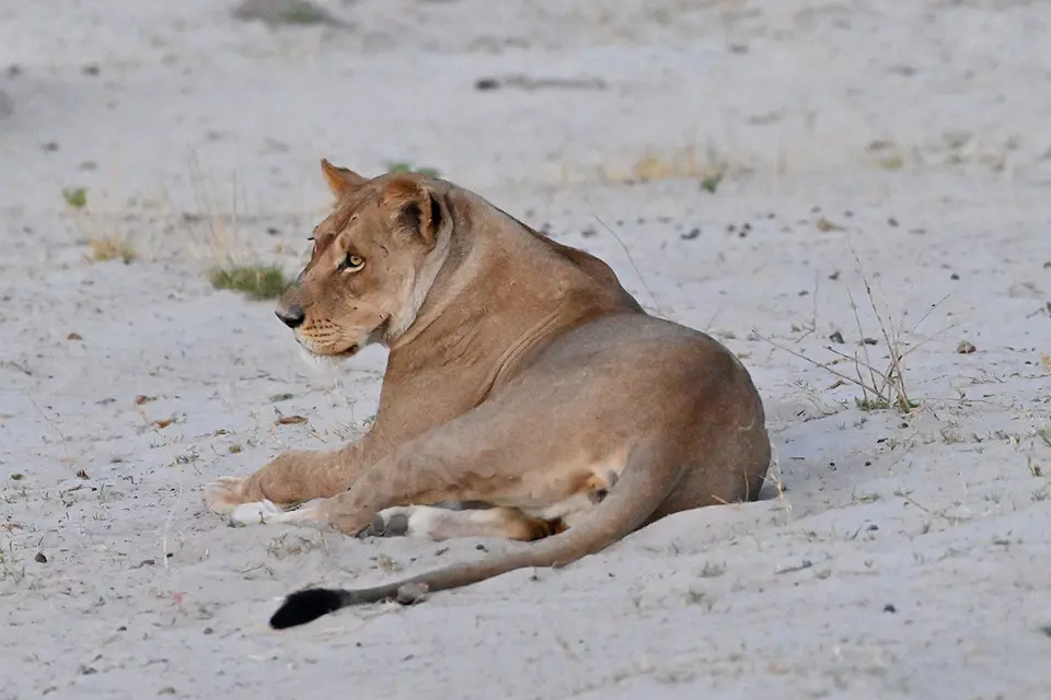Chobe_Löwin-im-Sand.jpg