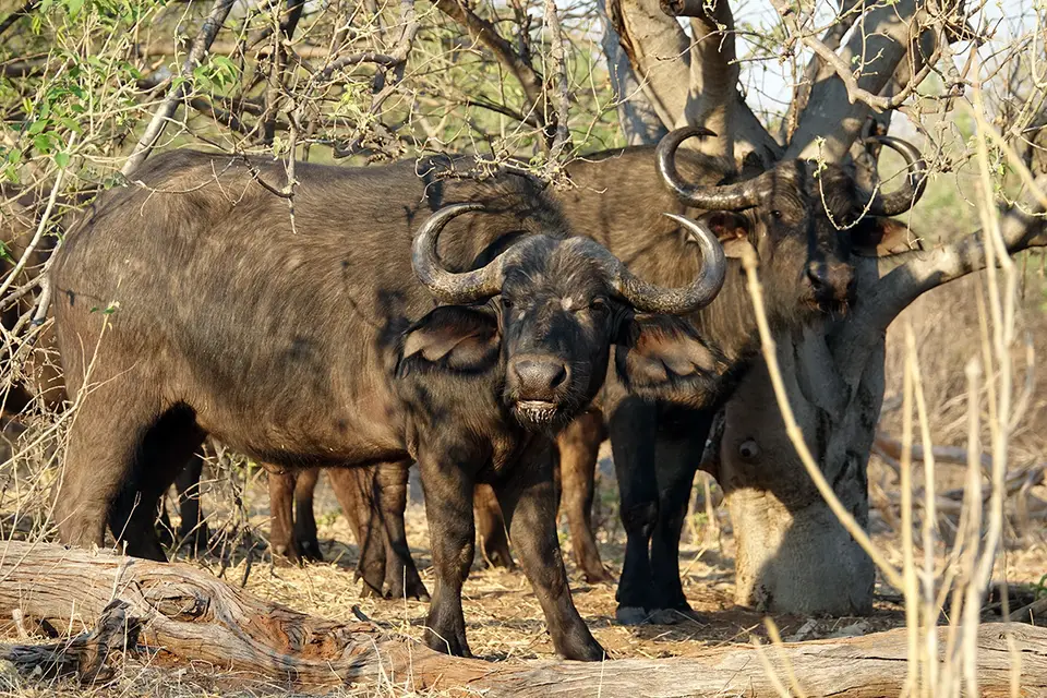 Chobe_SimBueffel.jpg