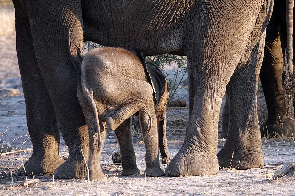 Chobe_SimEle1.jpg