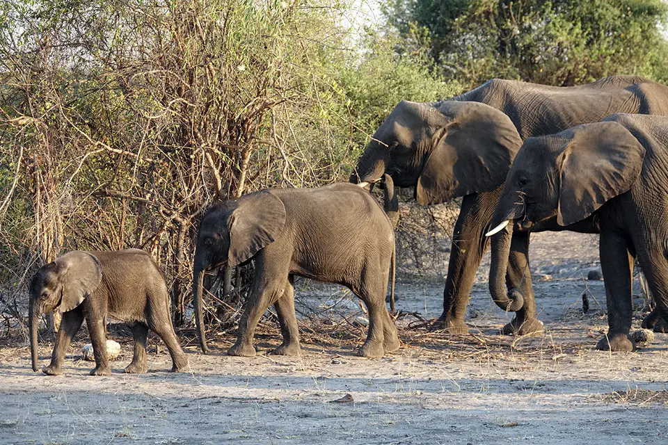 Chobe_SimEle2.jpg