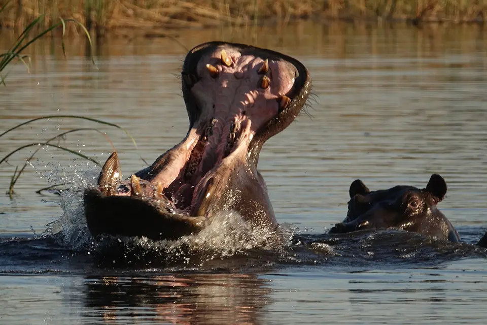 DeltaHippo.jpg