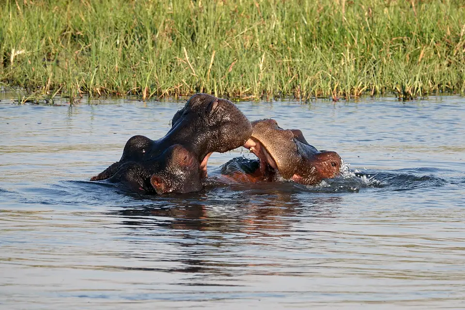 FahrtSavutiHippos.jpg