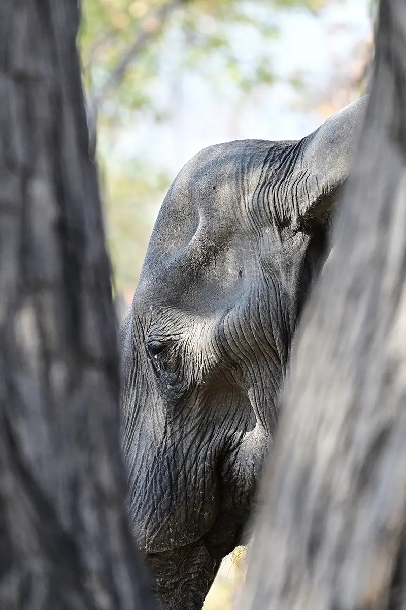 Fahrt_Moremi_Elefant2.jpg