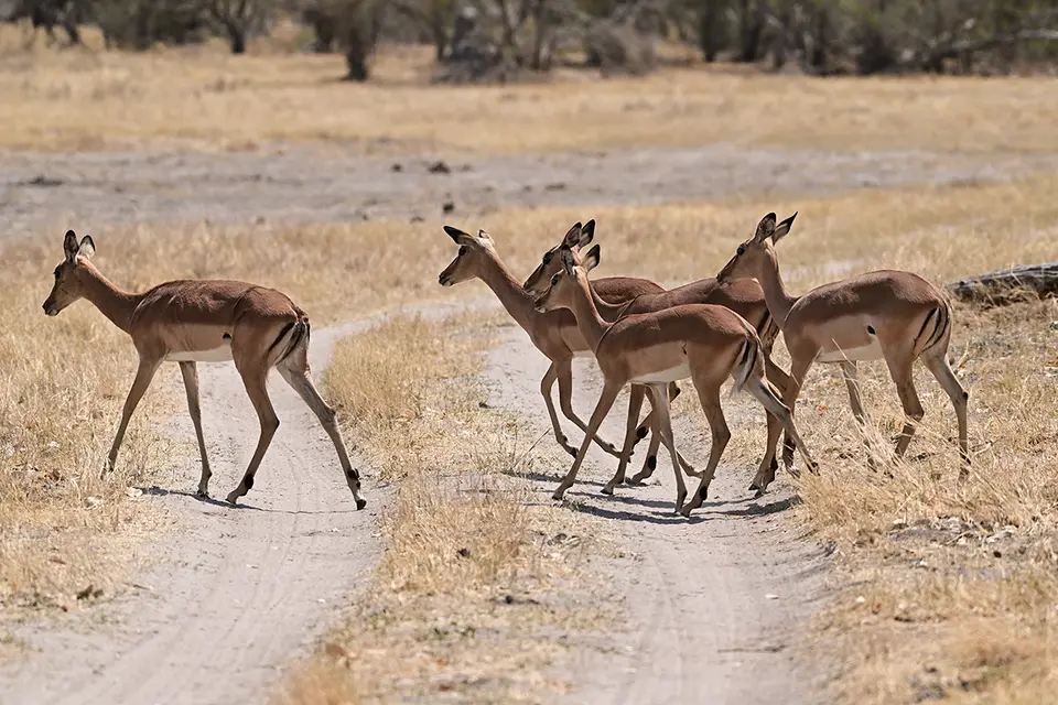 Fahrt_Moremi_Impalas.jpg
