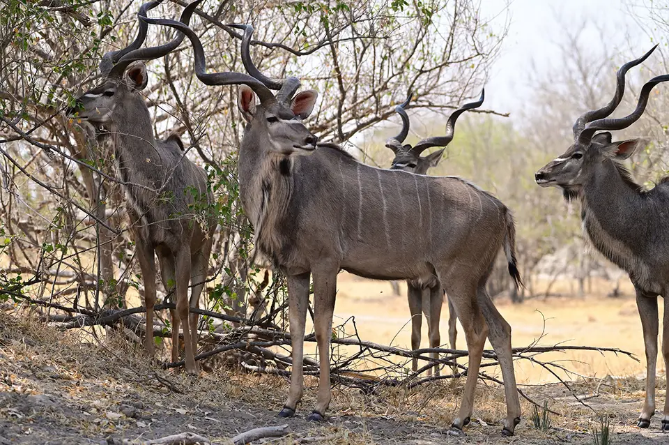 Fahrt_Moremi_Kudu-Bachelors.jpg