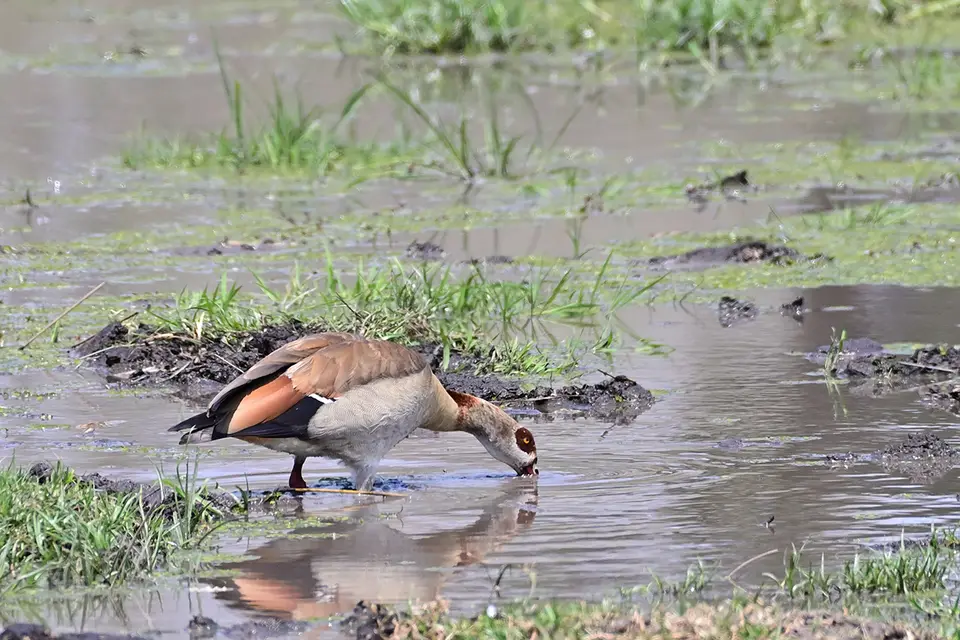 Fahrt_Moremi_Nilgans2.jpg