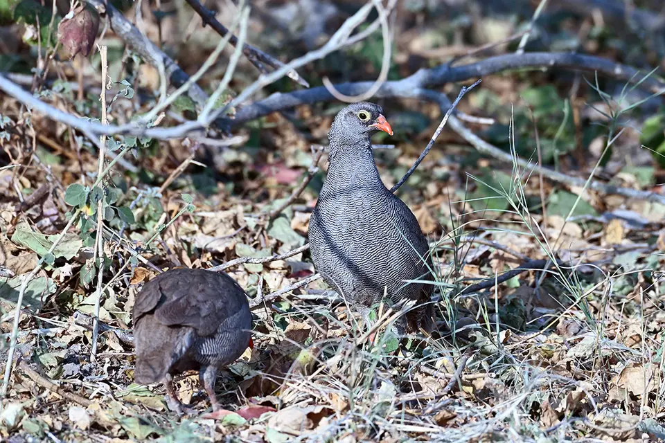Fahrt_Moremi_Rotschnabeliges-Francolin.jpg