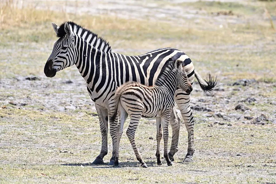 Fahrt_Moremi_Zebra+Kind.jpg