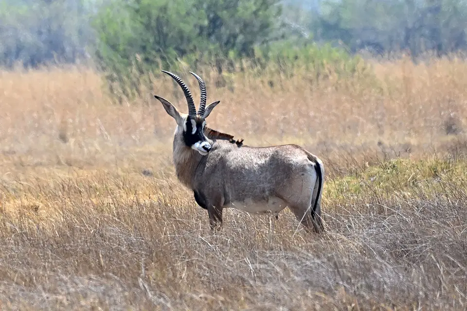 Khwai_Pferdeantilope.jpg