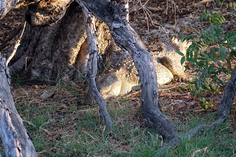 Livingstone_Kroko.jpg