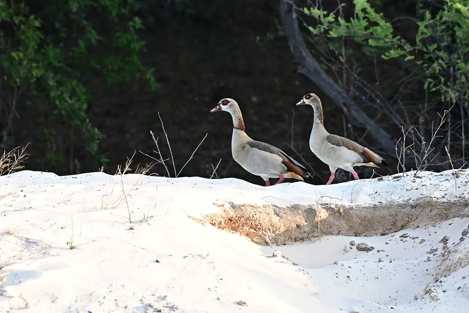 Livingstone_Nilgänse_01.jpg