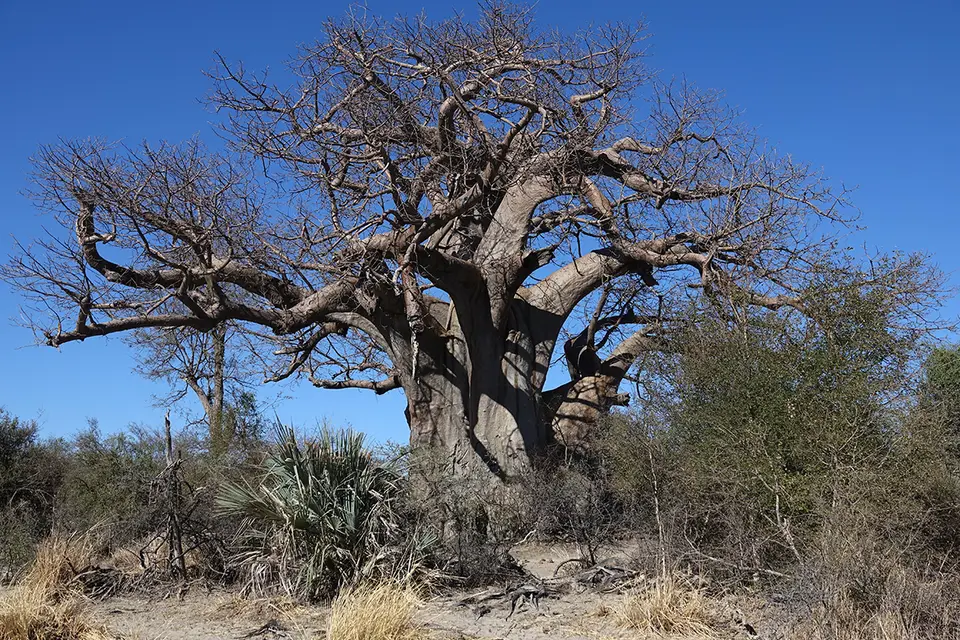 Mahango_Baobab.jpg