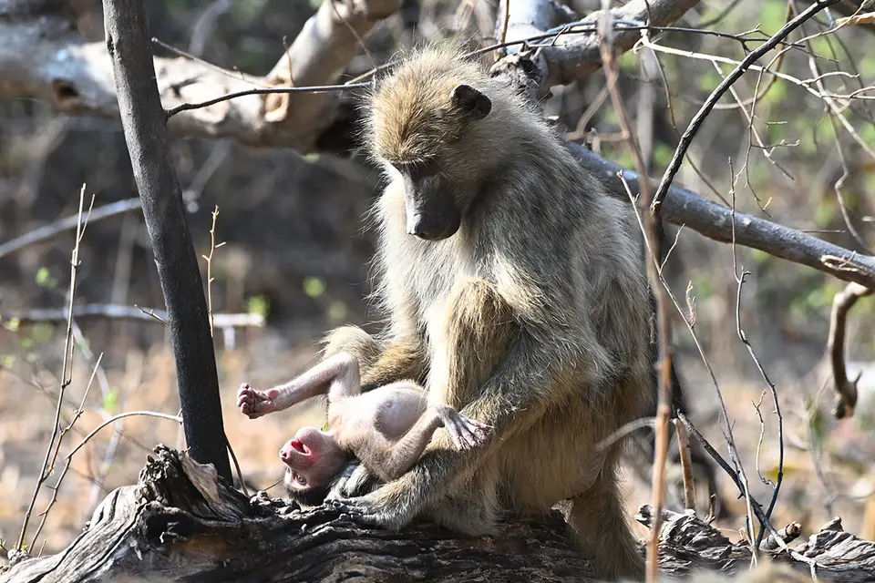 Moremi2_Baboon+Kind.jpg