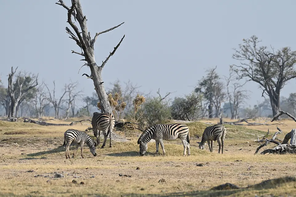 Moremi2_Dead-Trees-Island.jpg